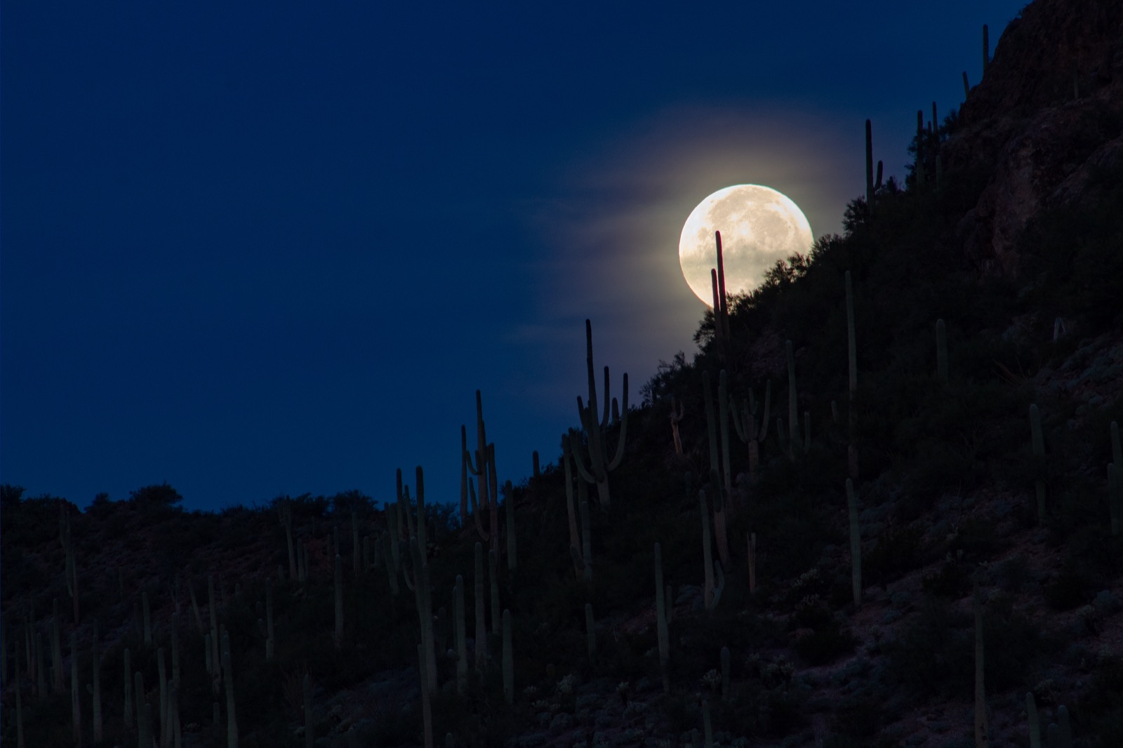 Full moon above saguaros on mountain